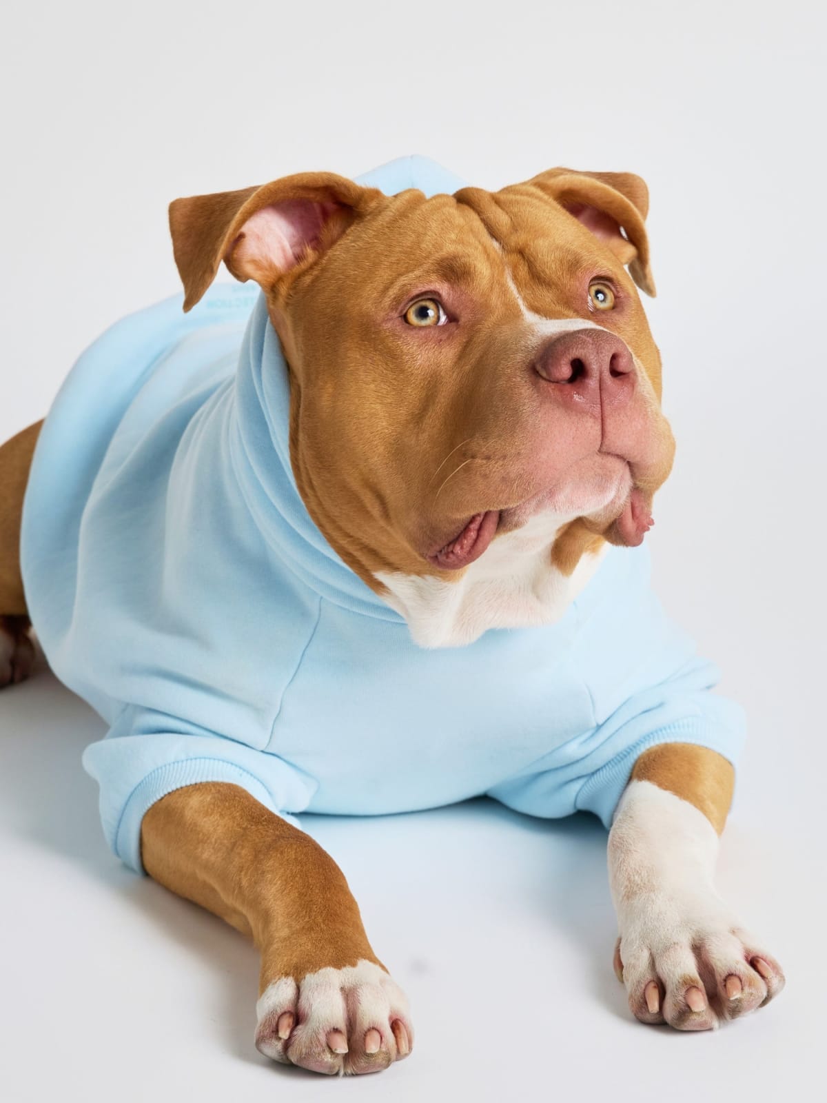Pastel Paw Hoodie