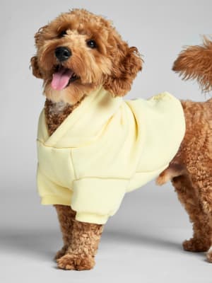Minimalist Paw Hoodie: Theo is wearing a size M