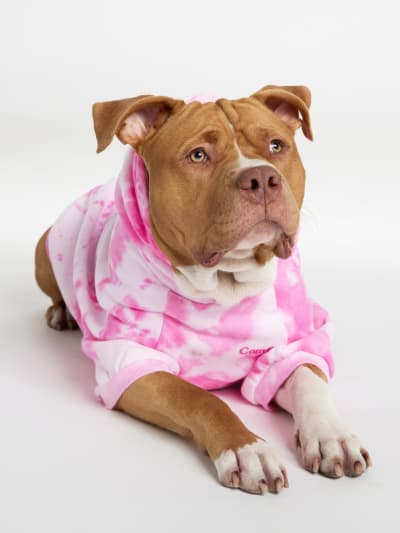 Hollie and LunaBelle_theboxer