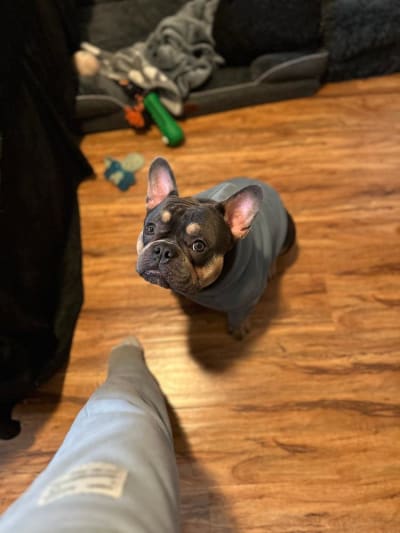Chewie