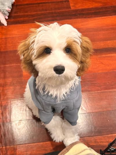 sam