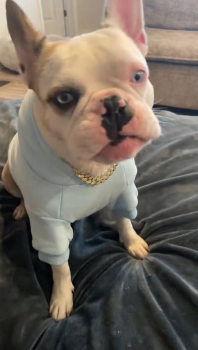 Frankie Blue Eyes