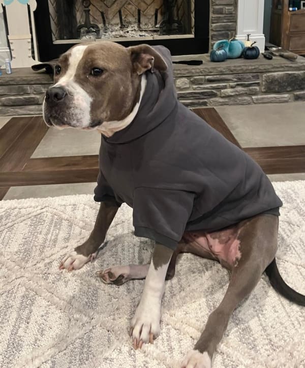 Pitbull sweatshirts for dogs shop