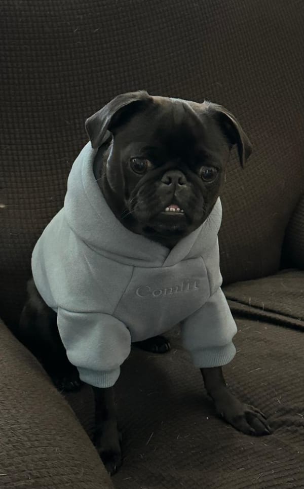 Signature Paw Hoodie Comfrt